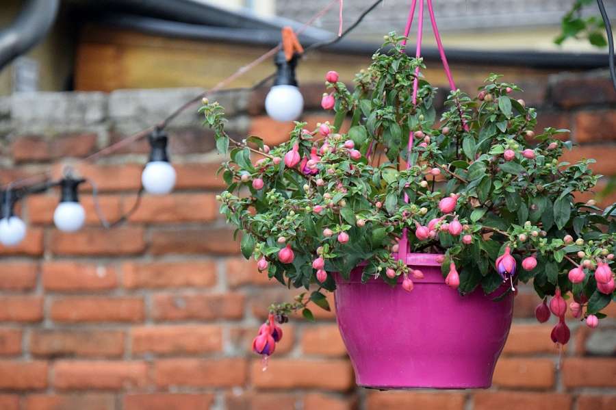 Pflegeleicht & blühend Hängepflanzen für Ihren Balkon