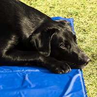 Navaris Kühlmatte Hunde