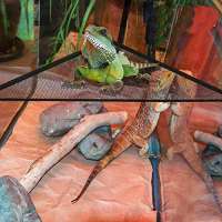 PietyPet 21 Stück Terraristik Eidechse Lebensraum Dekor