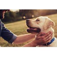 Tackenberg Barf proQ Öl Schwarzkümmelöl für Hunde