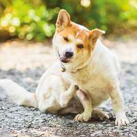 Schecker Biotin für Hunde