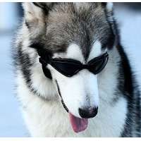 Dogoptics Hundebrille
