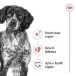 Royal Canin Medium Adult Hundetrockenfutter