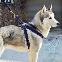 Aodoor Hundegeschirr