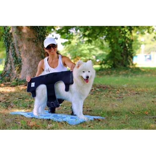 Hundeschutzhosen im Test und Vergleich