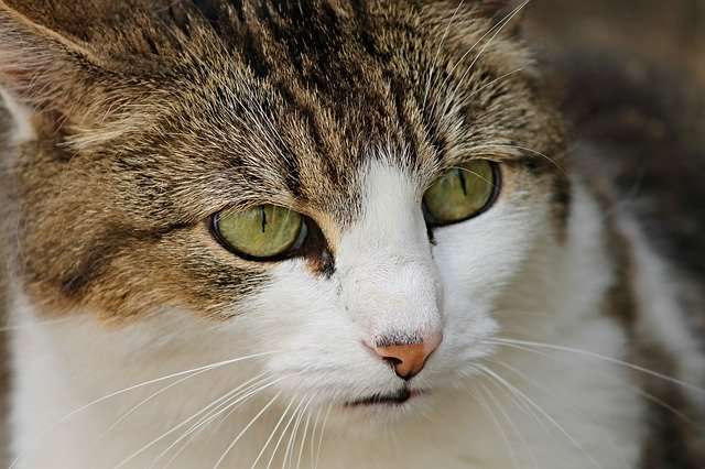 Fellpflege bei der Katze