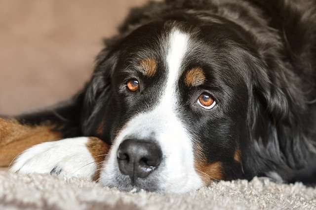 Fellpflege beim Hund