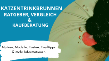 Der experten-beraten.de Katzentrinkbrunnen Ratgeber
