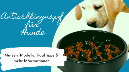Ratgeber: Antischlingnäpfe für Hunde im Vergleich