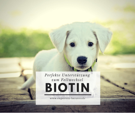 Biotin für Hunde im Test