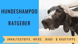 Hundeshampoo Ratgeber