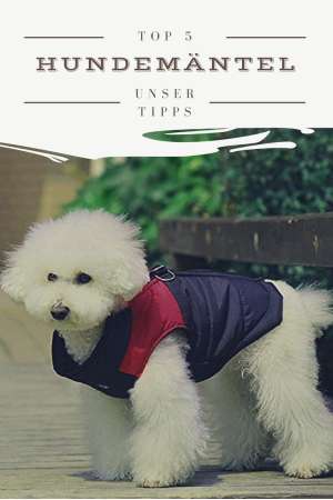 Hier finden Sie unsere Top 5 Empfehlungen für Hunderegenmändelt