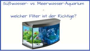 Der richtige Filter für Süß- oder Meerwasseraquarium?