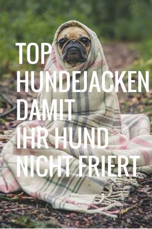 Damit Ihr Hund im Winter nicht friert! Die richtigen Hundejacken