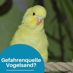Kann Vogelsand gefährlich sein?