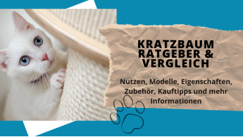 Kratzbaum-Ratgeber