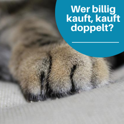 Kratzbaum Qualität und Preis