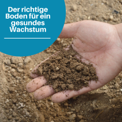 Welcher Boden für den Rhododendron?