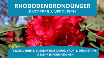 Rhododendron Ratgeber und Vergleich