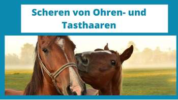 Scheren von Ohren- und Tasthaaren