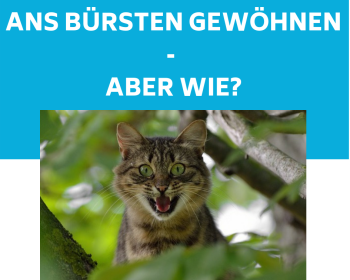 Katze ans Bürsten gewöhnen