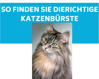 Die richtige Katzenbürste