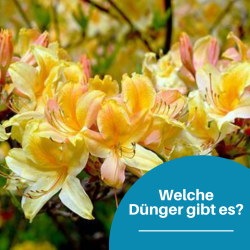 Alles Wissenswerte zu den Düngearten