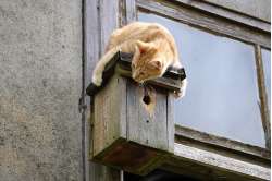 Schützen Sie sie vor Raubtieren