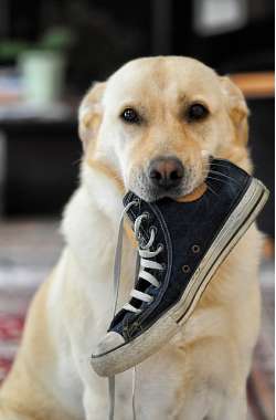 Hundeschuhe