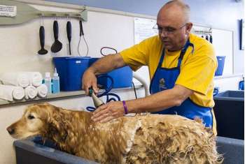 Den Hund richtig baden