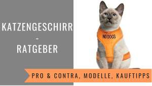Katzengeschirr Ratgeber