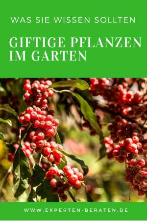 giftige Pflanzen