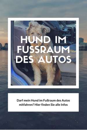 Diese Strafen drohen, wenn Ihr Hund im Fußraum des Autos mitfährt