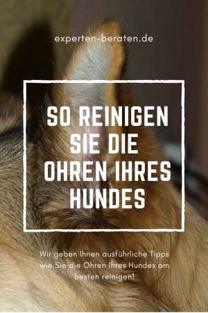 Wir geben Ihnen Tipps wie Sie die Ohren Ihres Hundes am besten reinigen