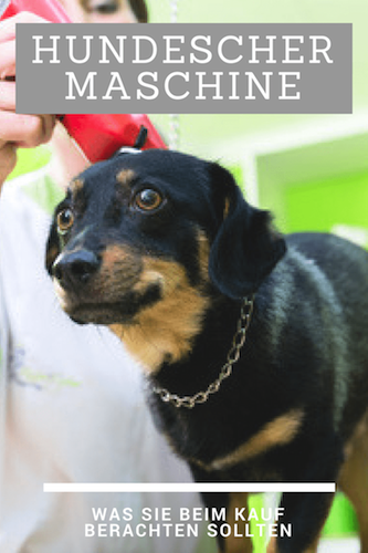 Was Sie beim Kauf einer Hundeschermaschine beachten sollten
