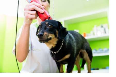 Hundeschermaschinen - Welche ist für Ihren Hunde geeignet