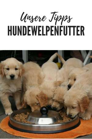Alles was Sie über Hundewelpenfutter wissen sollten - Unsere Tipps und Empfehlungen