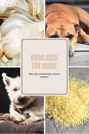 Knoblauch für Ihren Hund