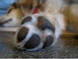 Empfindliche Hundepfoten