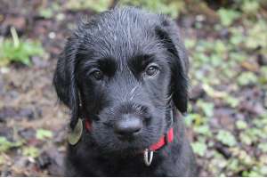 Vorteile Hunderegenmantel