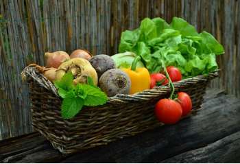 Achten Sie auf Vitamine im Hundefutter